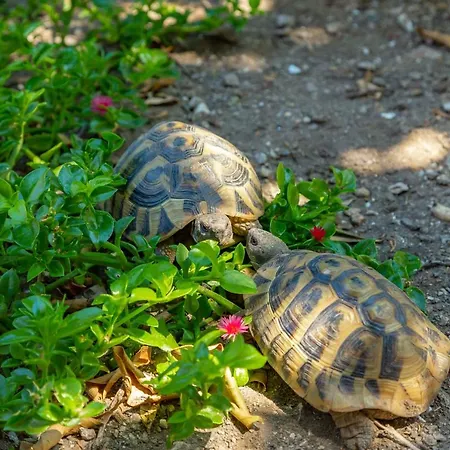 Feriehus Old Town House With Floor Heating & Lush Private Garden *