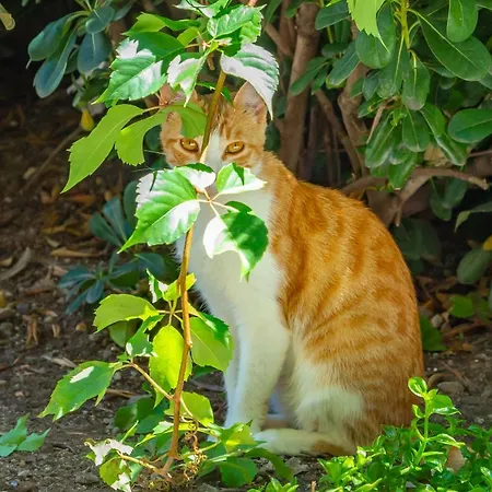 Old Town House With Floor Heating & Lush Private Garden * Dubrovník